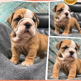 Moochi - Red female Bulldog puppy in Marysville, Washington from BulldogWA
