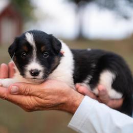 Corduroy - Black and white male Border Collie puppy in Conway, Missouri from 2J 2K Border Collies | Maremma Sheepdogs