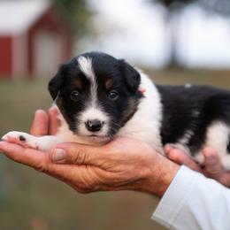 Corduroy - Black and white male Border Collie puppy in Conway, Missouri from 2J 2K Border Collies | Maremma Sheepdogs
