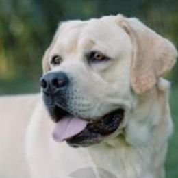 Mason - Labrador Retriever