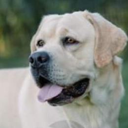 Mason - Labrador Retriever