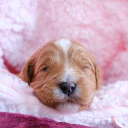 Thor - Red male Cavapoo puppy in Kalamazoo, Michigan from Sleeping Bear Kennels