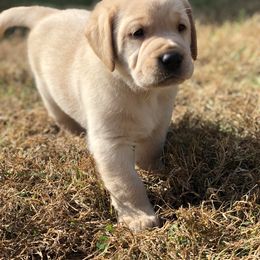 Labrador Retriever Puppies from Mahan Labs