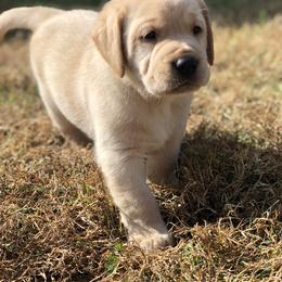 Labrador Retriever Puppies from Mahan Labs