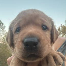 Boy 1 - Yellow male Labrador Retriever puppy in Wardensville, West Virginia from Sager’s Labrador Puppies
