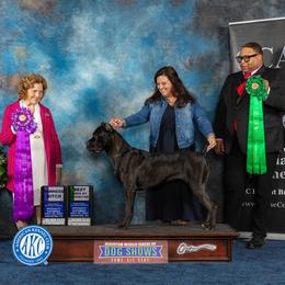 Herja - Cane Corso