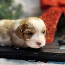 Skipper - Blenheim Cavapoo puppy in Miami, Oklahoma from BriarCreek Mini Aussies & Doodles
