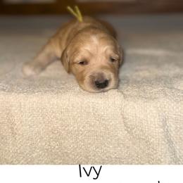 Ivy - Apricot female Goldendoodle puppy in Layton, Utah from Gracious Doodle Dogs
