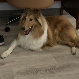 "Xilan" Basset Hound and Collie All Grown Up from Collegiate Bassets and Rheign Collies