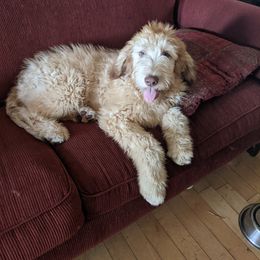 Boy 7 - Labradoodle puppy in Buckingham, Illinois from Naturally Special Doodles