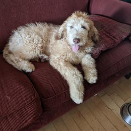 Boy 7 - Labradoodle puppy in Buckingham, Illinois from Naturally Special Doodles