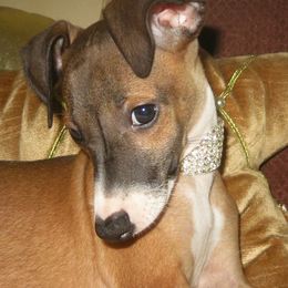Italian Greyhound Puppies from Quality Italian Greyhounds