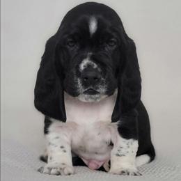 Peter - Black and white male Basset Hound puppy in Surprise, Arizona from Howlin Hounds