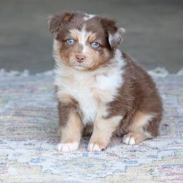 Tom Collins - Red merle male Miniature Australian Shepherd puppy in Prague, Oklahoma from Clay Creek Aussies
