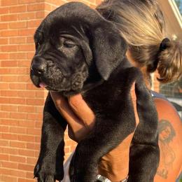 Orange Collar Girl - Black female Cane Corso puppy in Weimar, Texas from Cane Corso Authority