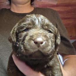 Chocolate Male 1 - Chocolate male Labrador Retriever puppy in Andrews, South Carolina from Leyland Cypress Retrievers
