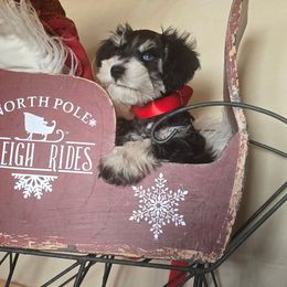 Berney - Parti male Miniature Schnauzer puppy in Winter Haven, Florida from The Blue Eyed Schnauzer