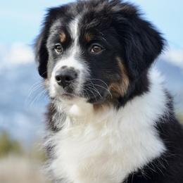 BTM-4 - Black tri male Miniature American Shepherd puppy in Baker City, Oregon from Back Country Aussies