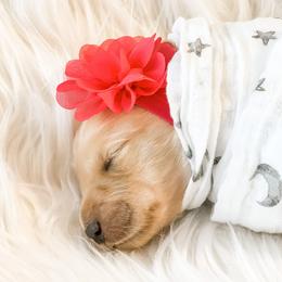 Golden Retriever Puppies from Ruff Life Goldens