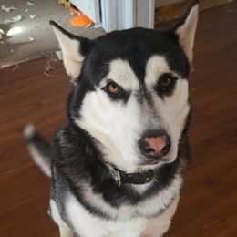 Siberian Huskies from Owen's Huskies
