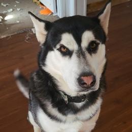 Siberian Huskies from Owen's Huskies