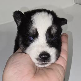 Spot - Black and white male Siberian Husky puppy in Kansas City, Missouri from Anuun's Huskies
