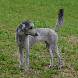 Magic - Poodle