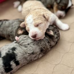 Australian Labradoodle, Bernedoodle, Cavapoo, and Poodle Puppies from Walk with Me Doodles