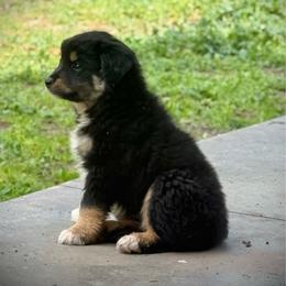 Bandit - Black tri male Miniature Australian Shepherd puppy in North Lakeport, California from Wild Rose Ranch