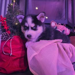 Topaz - Black and white male Pomsky puppy in Troy, Montana from Sun-Kissed Mountain Homestead
