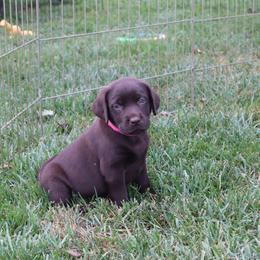 Peony - Chocolate female Labrador Retriever puppy in Camden, Indiana from Camden's Caring Canines