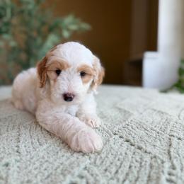 Benedict - Parti male Goldendoodle puppy in Barstow, California from Golden Desert Doodles