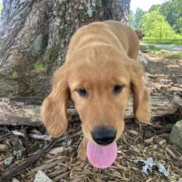 Golden Retriever Puppies from Apple Country Retrievers