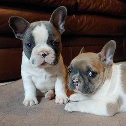 French Bulldogs from Fairborn Frenchies
