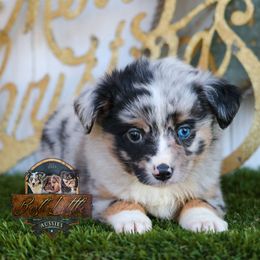 Fern - Blue merle female Toy Australian Shepherd puppy in Granbury, Texas from Best Little Aussies