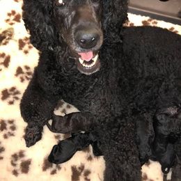 Poodles from Apres Argent