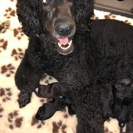 Poodles from Apres Argent