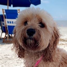 Cockapoos from Lisa's Pups