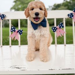 Outlaw - Apricot male Goldendoodle puppy in Ooltewah, Tennessee from Allison Family Doodles