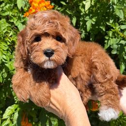 Blue - Red  male Goldendoodle puppy in Tucson, Arizona from Adored Poodle & Doodles