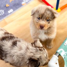 Java - Red merle male Australian Shepherd puppy in Coldwater, Michigan from Northern Star Australian Shepherds