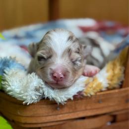 Joy (On Hold) - Red merle female Toy Australian Shepherd puppy in Quincy, Michigan from Ivy Meadows and Friends