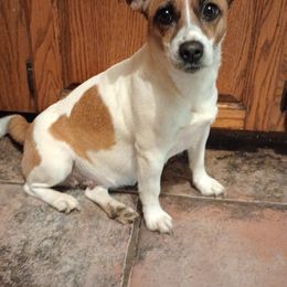 Jack Russell Terriers from Whitehouse Jack Russells