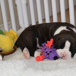 Uno - Boxer puppy in Ellensburg, Washington from Savvy Boxers Seattle