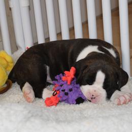 Uno - Boxer puppy in Ellensburg, Washington from Savvy Boxers Seattle