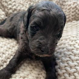 Blue - Merle male Goldendoodle puppy in Hackleburg, Alabama from The Doodle Patch