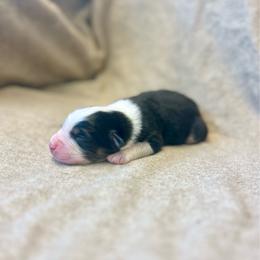Hershey - Black tri-color male Australian Shepherd puppy in Kentland, Indiana from Pine Grove Aussies