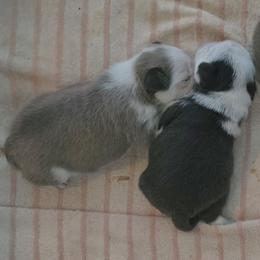 Pug Puppies from Royal House of Pugs