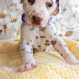 Dalmatian and Poodle Puppies from Reeves Family Standards