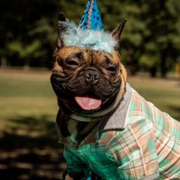 French Bulldogs from Clarence's French Bulldogs